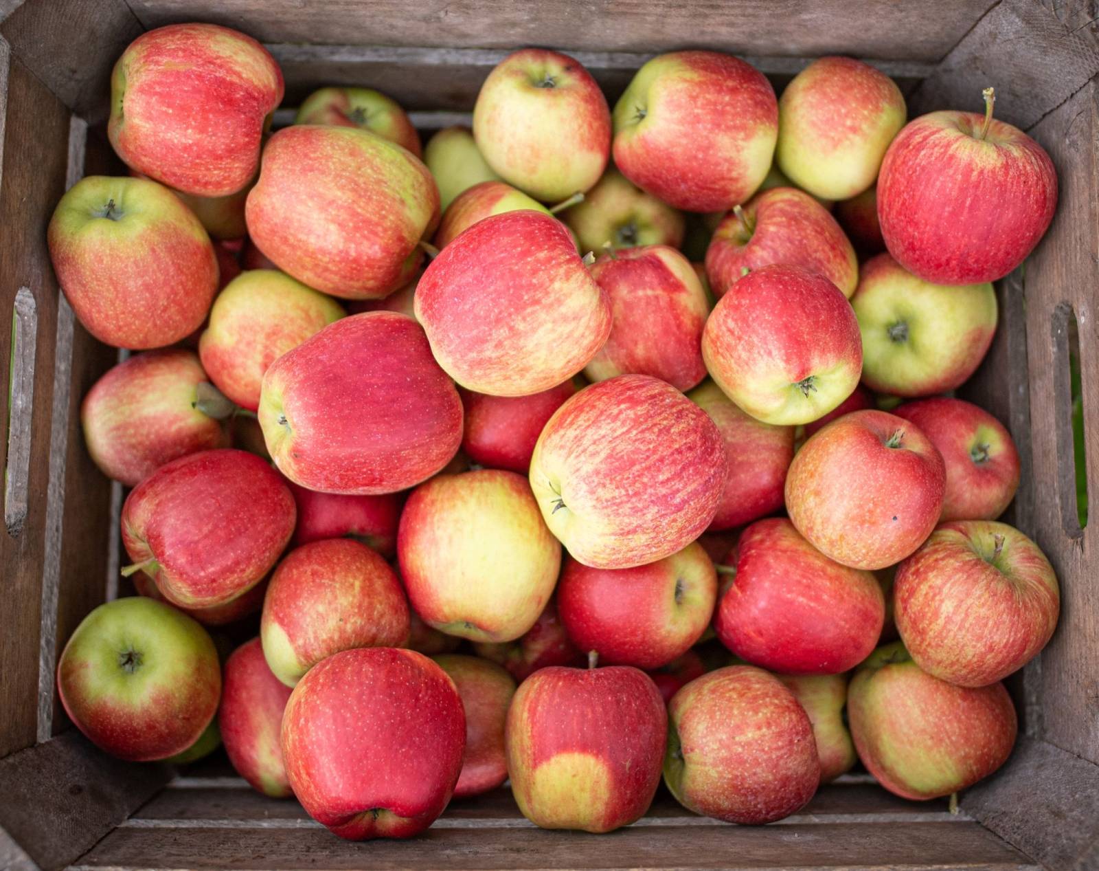 Eine Kiste mit frisch gepflückten Äpfeln steht auf einem Obsthof.