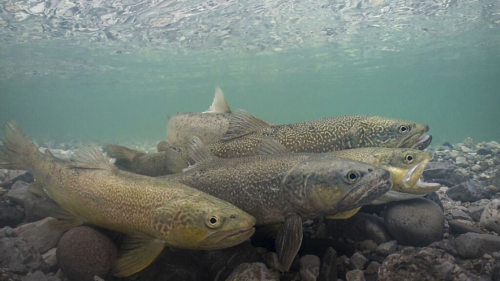 Marmorata-Forelle zum Fisch des Jahres 2024 ernannt, © Schweizerische Fischerei-Verband SFV / Archivbild