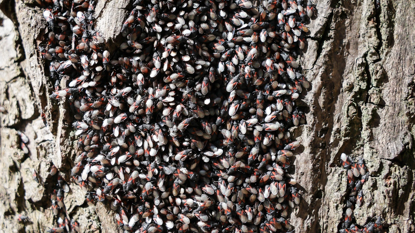 Berlin’de Ağaçlar Milyonlarca Böcekle Kaplandı!, © Christian Charisius/dpa Berlin’de Ağaçlar Milyonlarca Böcekle Kaplandı!, © Christian Charisius/dpa