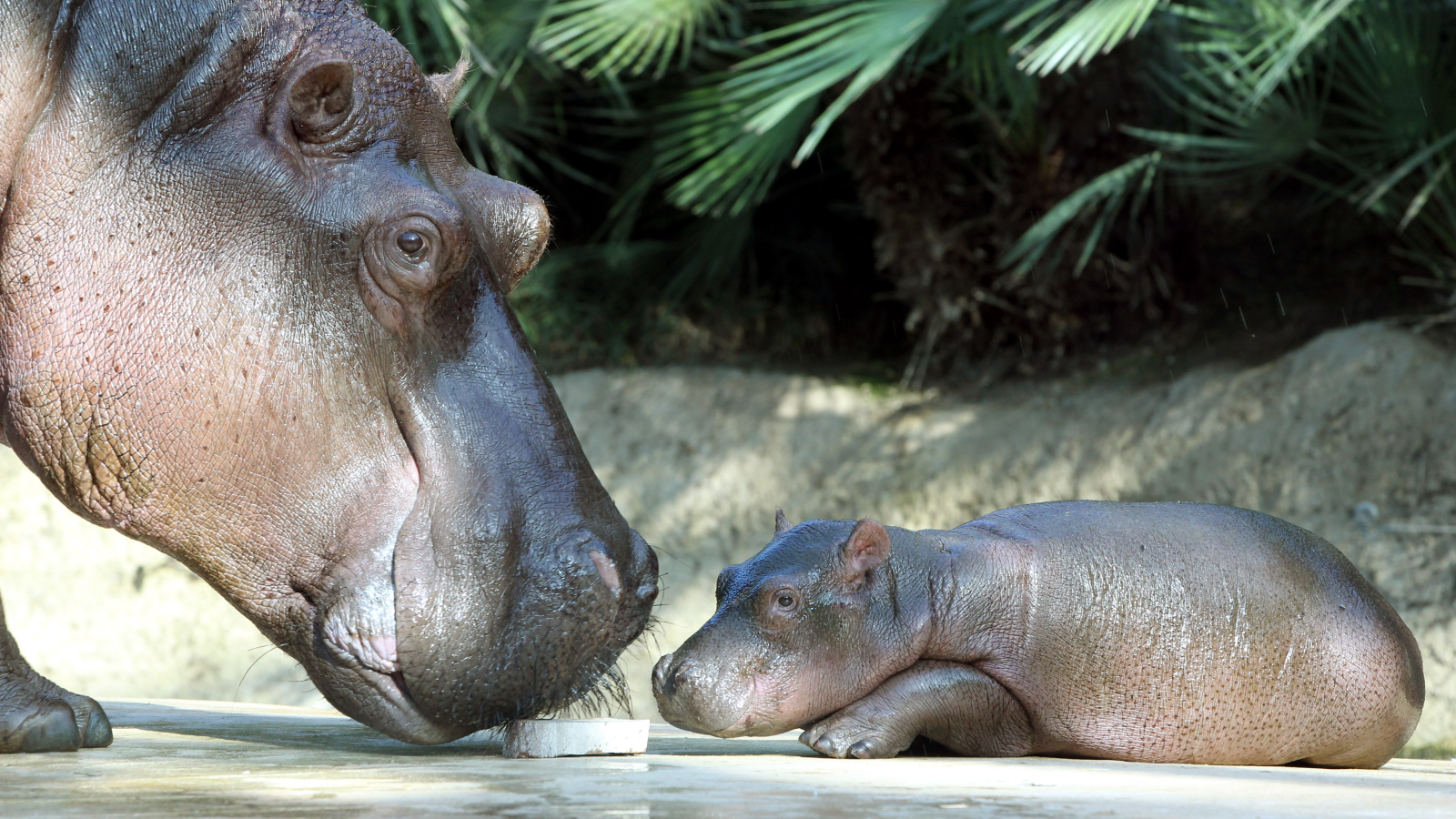 Berlin Hayvanat Bahçesi'nde ki Su Aygırı Nicole Uyutuldu!, © dpa