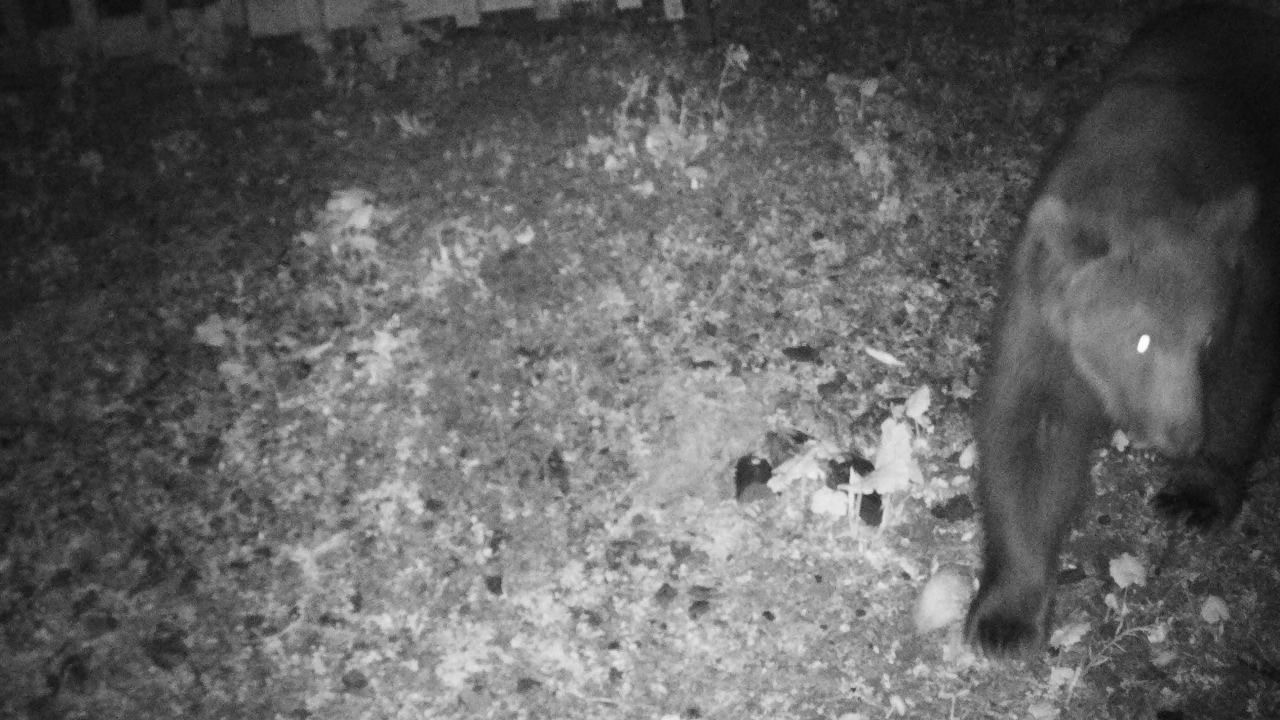 In Lech geht der Bär um, © Reviermanagement / Landespressestelle Vorarlberg