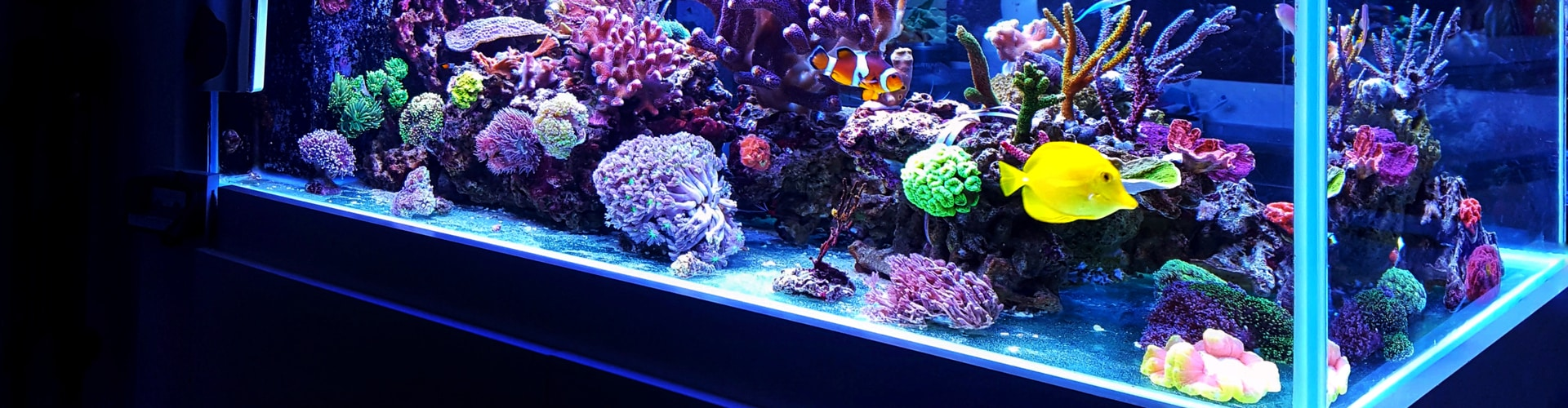 Aquarium, © shutterstock