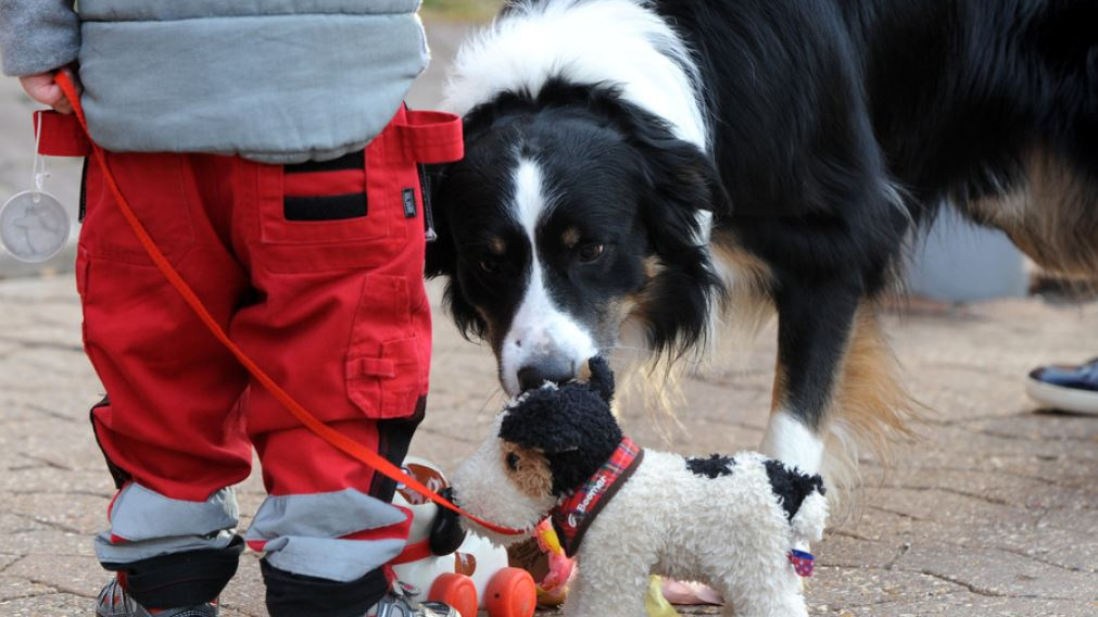 Hunde machen Kinder fitter, © Keystone-SDA (Archivbild)