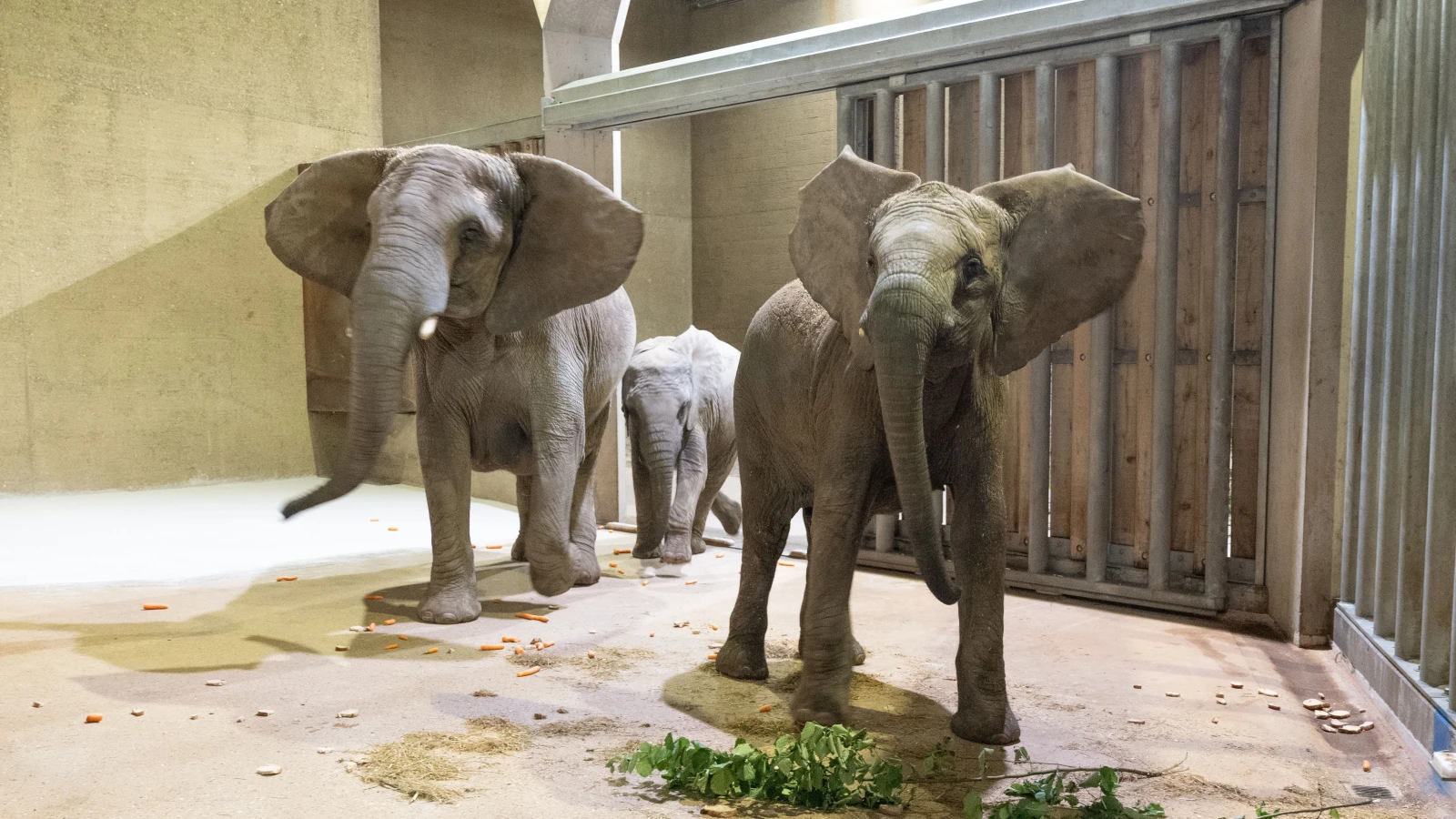 Die neuen Elefanten sind im Basler Zolli angekommen, © Zoo Basel Die neuen Elefanten sind im Basler Zolli angekommen, © Zoo Basel
