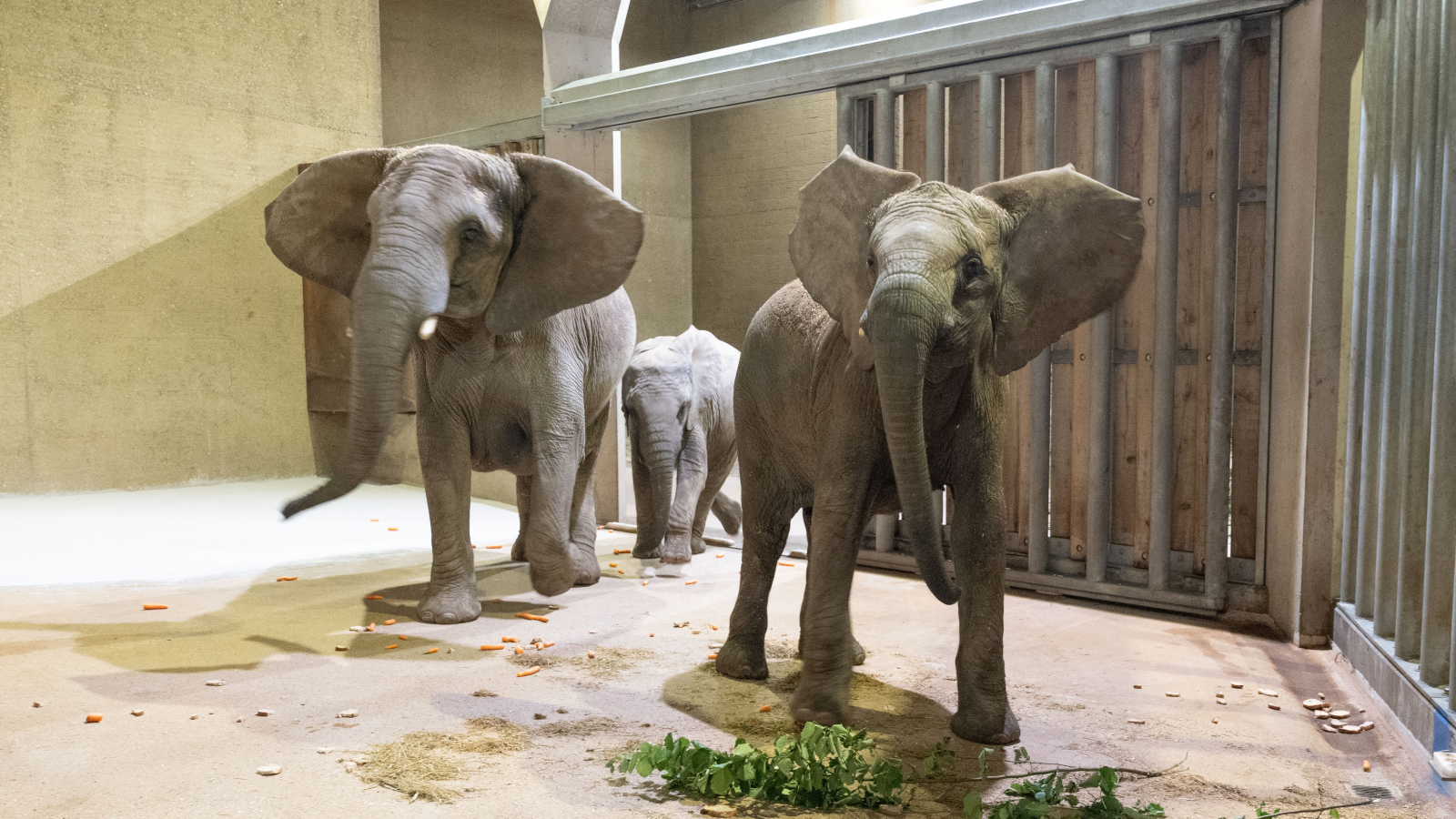 Die neuen Elefanten sind im Basler Zolli angekommen, © Zoo Basel 