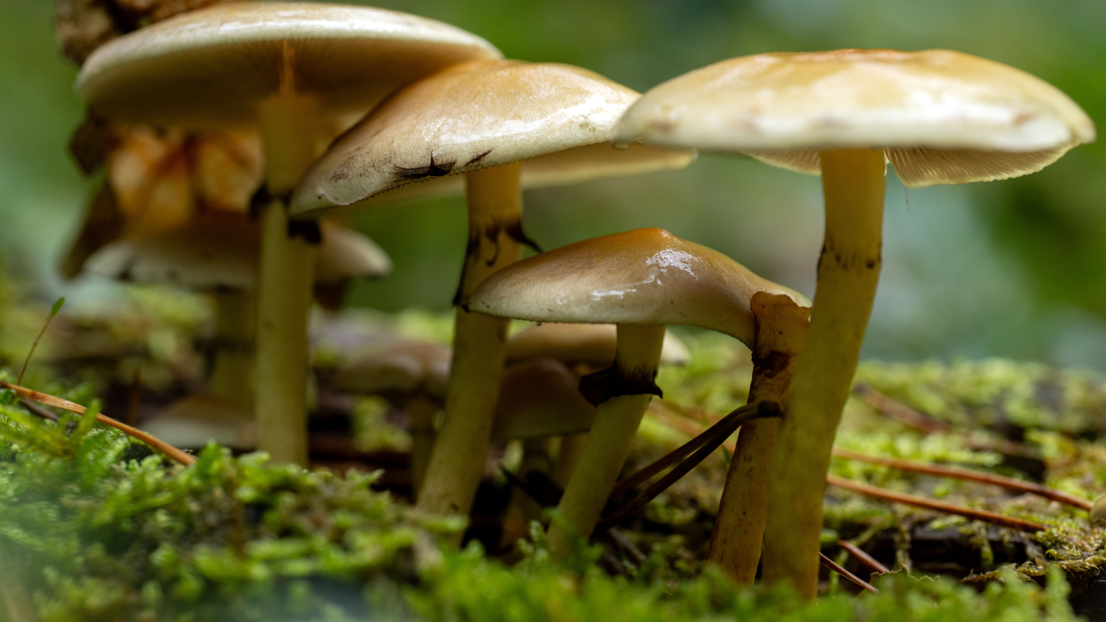 Mantar Zehirlenmesi Geçiren Üç Çocuk Hayati Tehlike Altında, © dpa