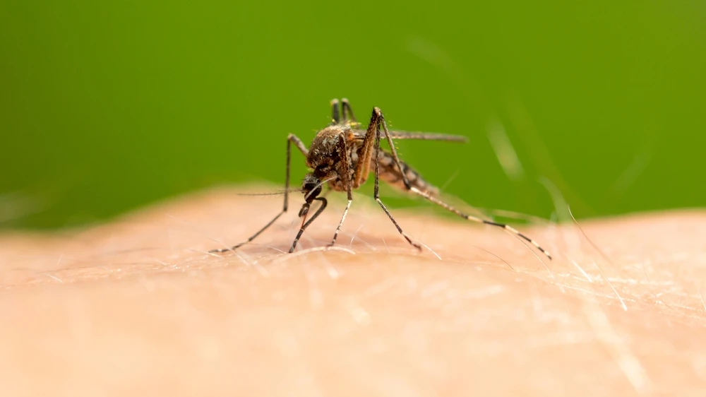 Avrupa'da Kara Sinek Alarmı, © shutterstock Avrupa'da Kara Sinek Alarmı, © shutterstock