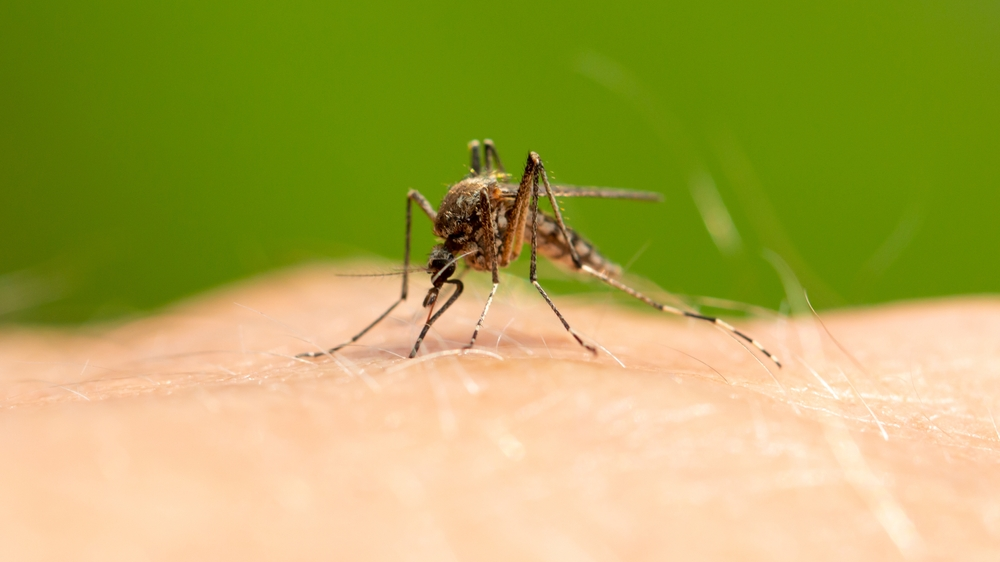 Avrupa'da Kara Sinek Alarmı, © shutterstock