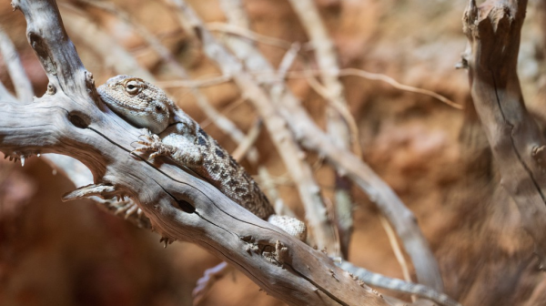 Die Steppenagamen mögen es heiss, © Zoo Basel