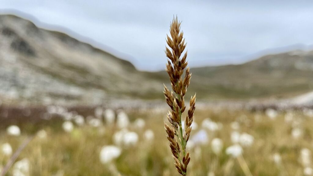 Walliser Grasart ist neue Art des Jahres, © Keystone / SDA