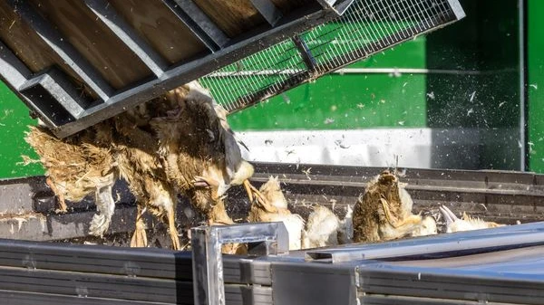 Kuş Gribine Karşı STIKO’dan Aşı Uyarısı, © dpa Kuş Gribine Karşı STIKO’dan Aşı Uyarısı, © dpa