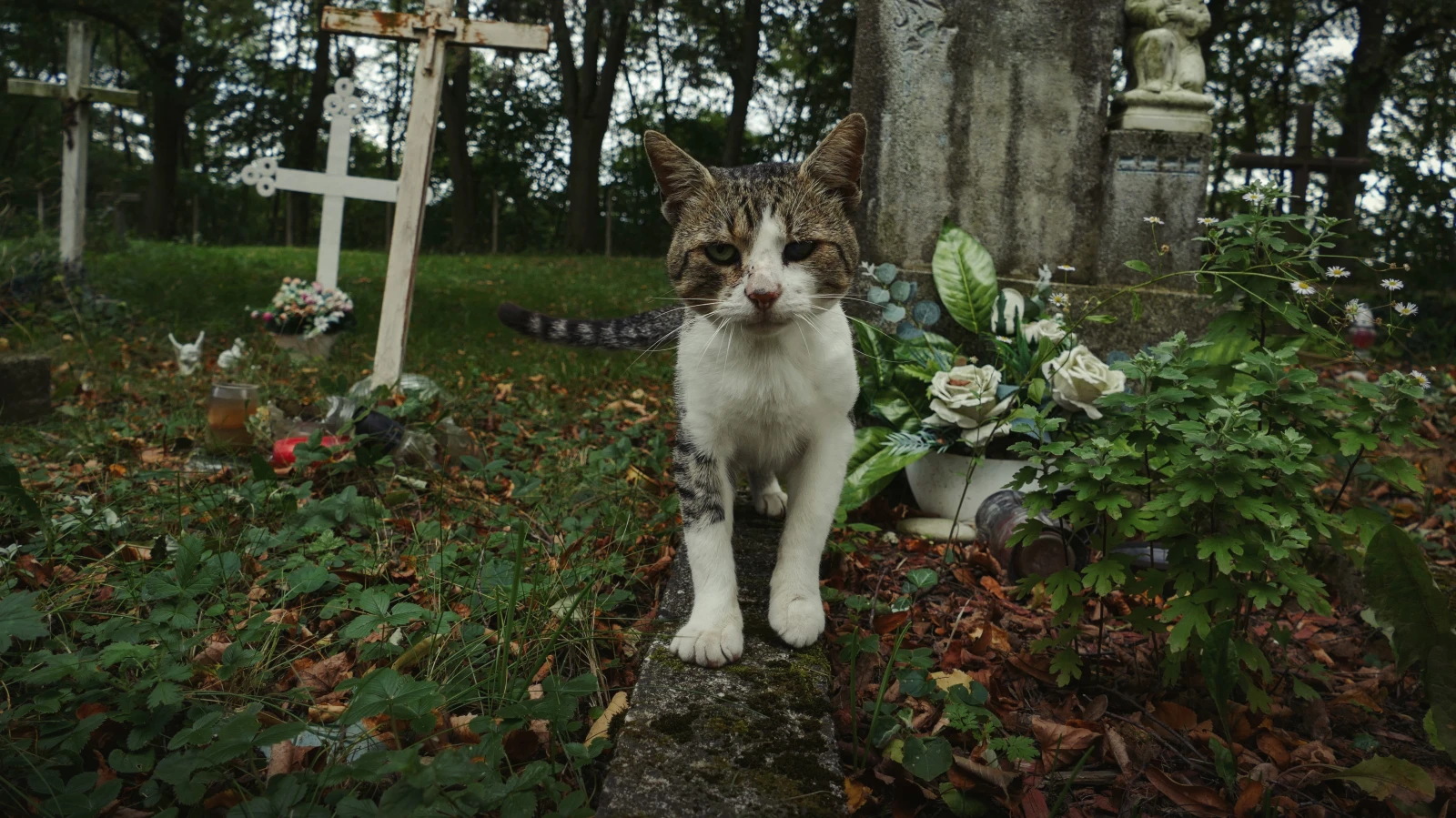 Baunatal’da Mezarlık Yağması: 21 Mezar Tahrip Edildi, 50 Bin Euro Zarar, © shutterstock Baunatal’da Mezarlık Yağması: 21 Mezar Tahrip Edildi, 50 Bin Euro Zarar, © shutterstock