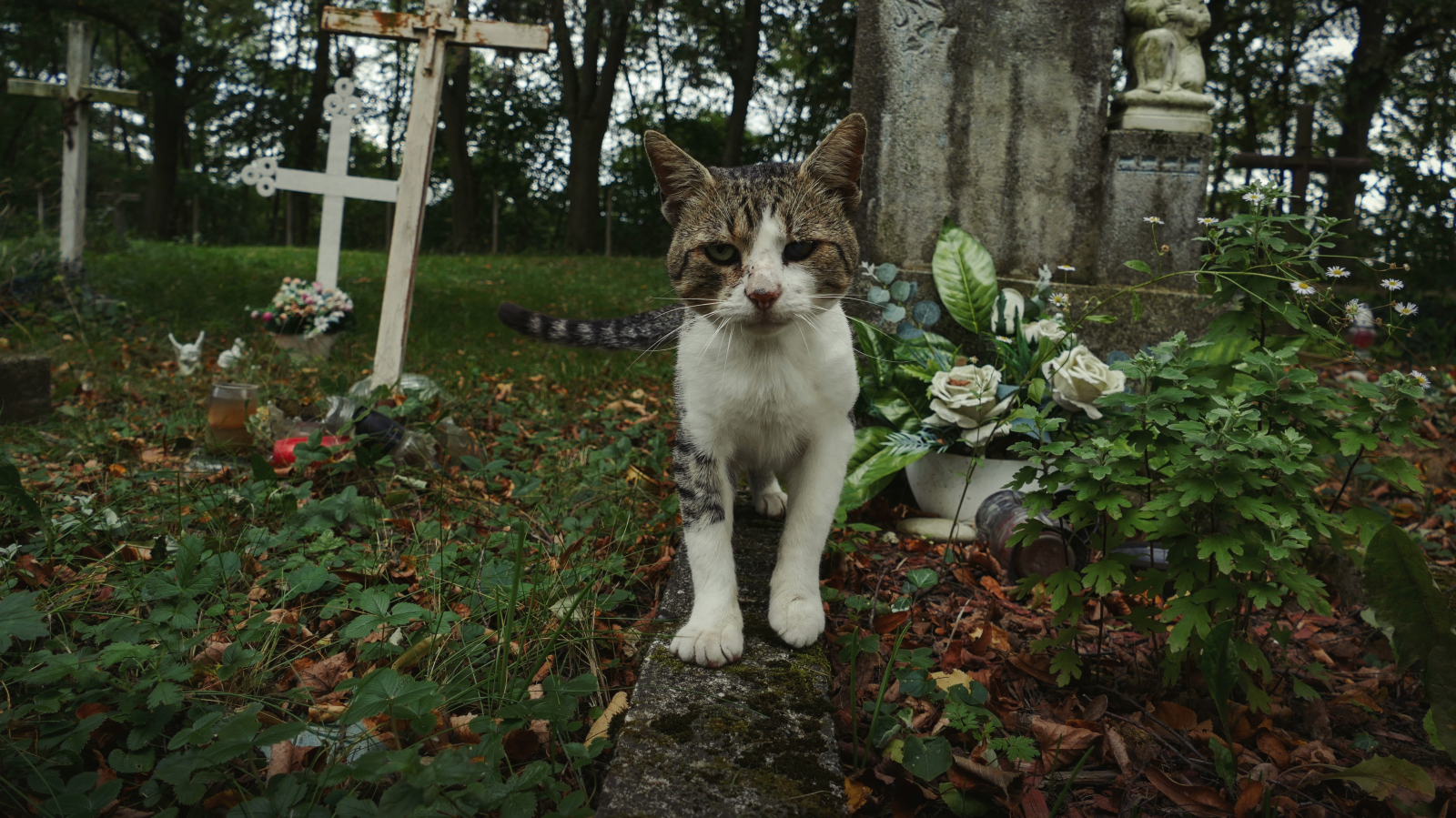 Baunatal’da Mezarlık Yağması: 21 Mezar Tahrip Edildi, 50 Bin Euro Zarar, © shutterstock