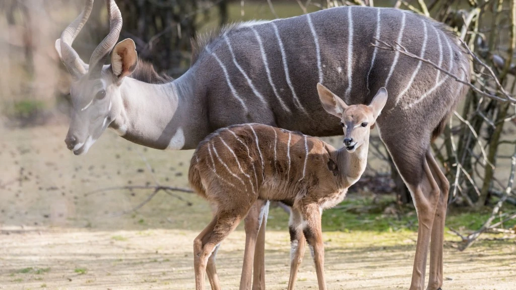 © Zoo Basel © Zoo Basel