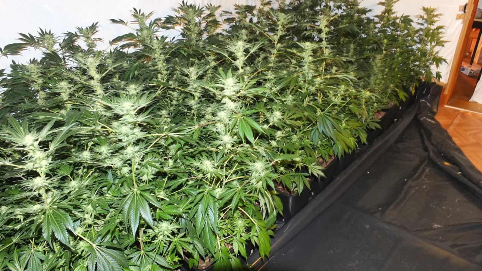 Niederlande erlauben Anbau von Marihuana, © Kapo St. Gallen