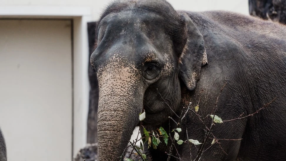 Elefant Zoo Zürich, © Zoo Zürich Elefant Zoo Zürich, © Zoo Zürich