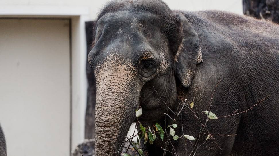 Elefant Zoo Zürich, © Zoo Zürich