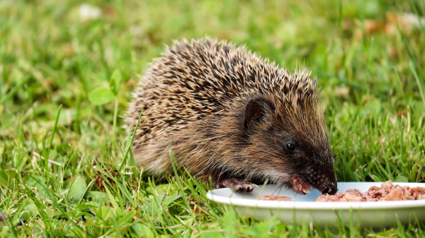 Igel und Laktoseintoleranz – Milch ist keine gute Idee, © Pixabay