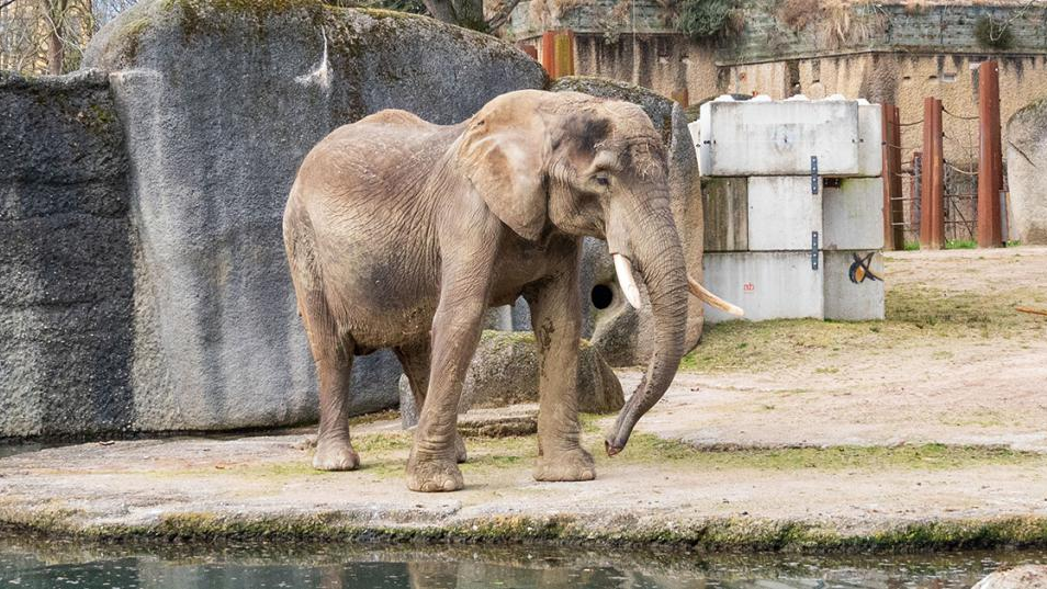 Trauer im Basler Zolli: Elefantenkuh Heri ist tot