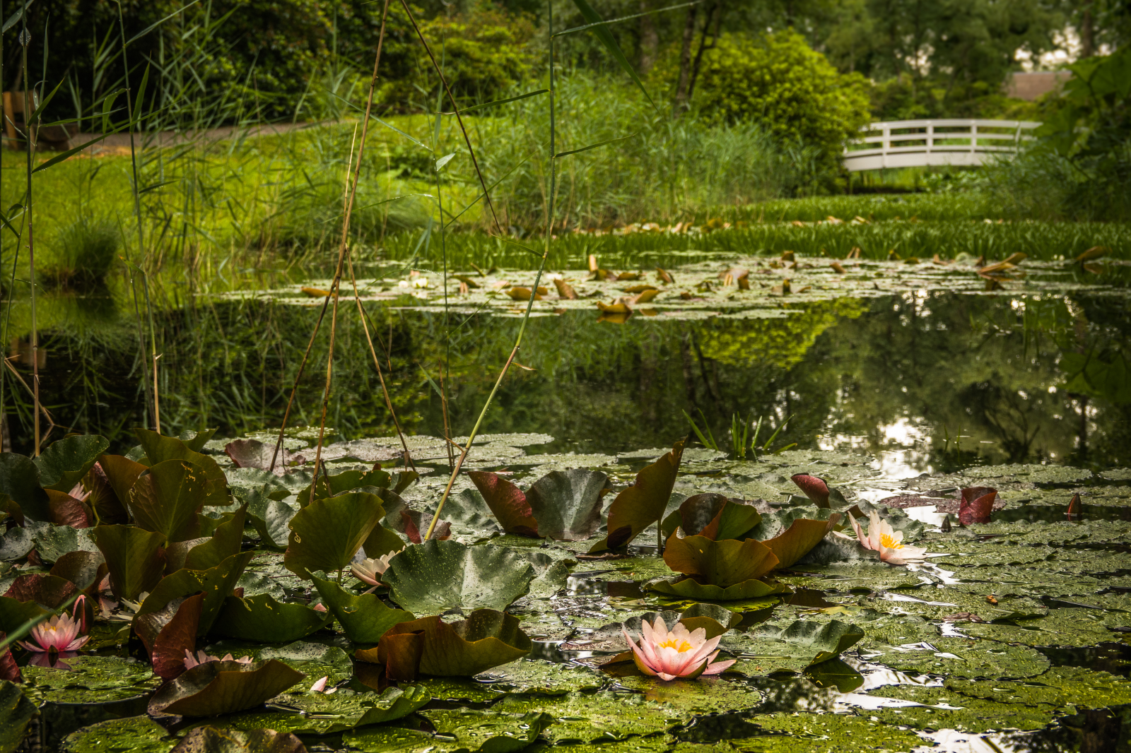 Radio Zürisee entdeckt – Park Seleger Moor, © Park Seleger Moor