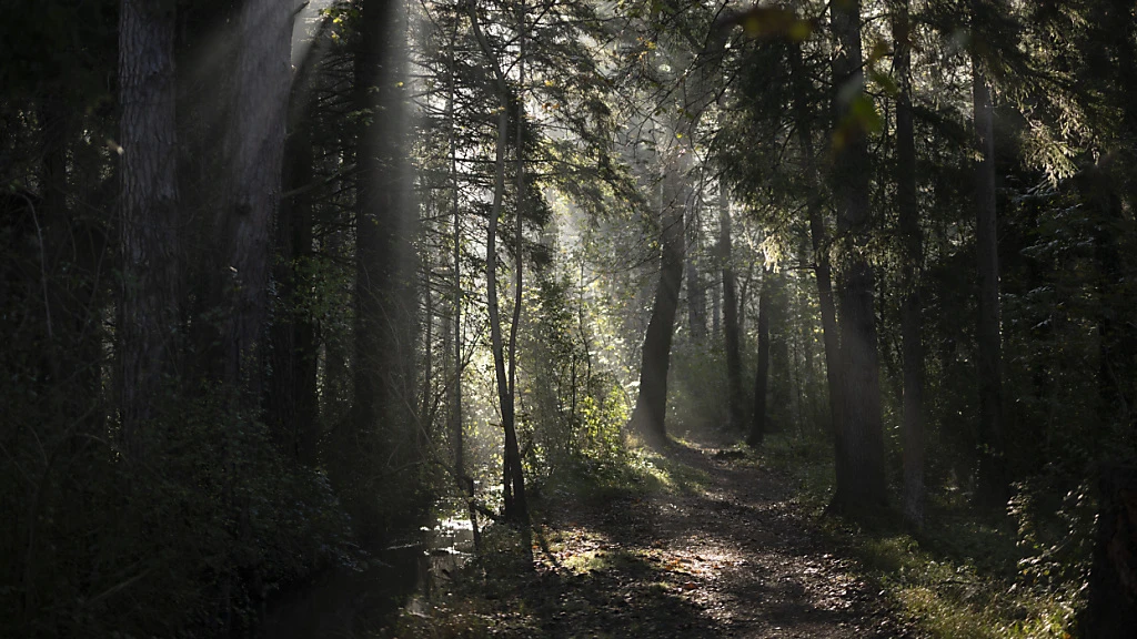 Waldausstellung rund um das Kloster St. Gallen, © Keystone / SDA / Archiv- & Symbolbild Waldausstellung rund um das Kloster St. Gallen, © Keystone / SDA / Archiv- & Symbolbild