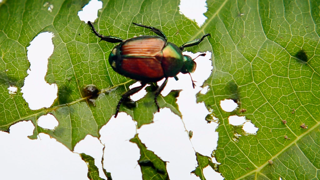 Japankäfer in Lindau am Bodensee gefunden, © Keystone-SDA Japankäfer in Lindau am Bodensee gefunden, © Keystone-SDA