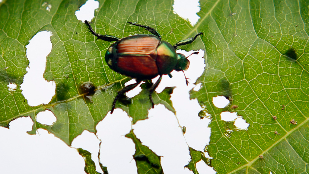 Japankäfer in Lindau am Bodensee gefunden, © Keystone-SDA