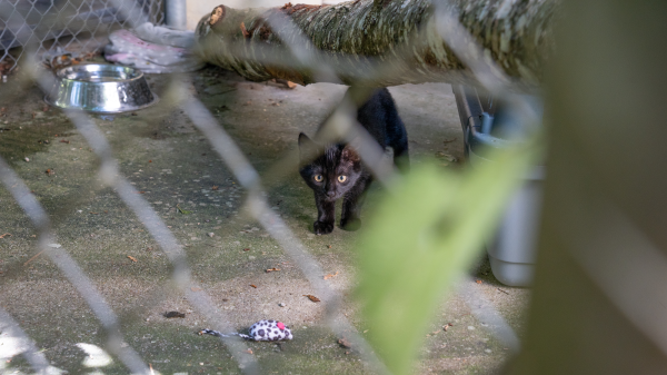 "Wir verstehen nicht immer, warum Tiere abgegeben werden", © Radio Munot