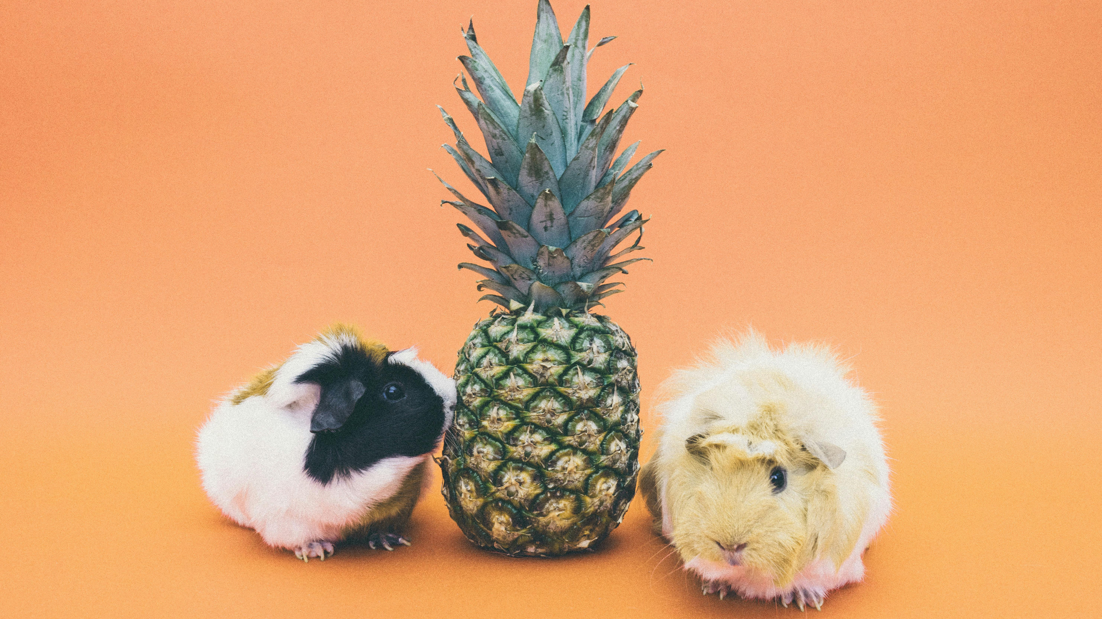 © Pineapple Supply Co.