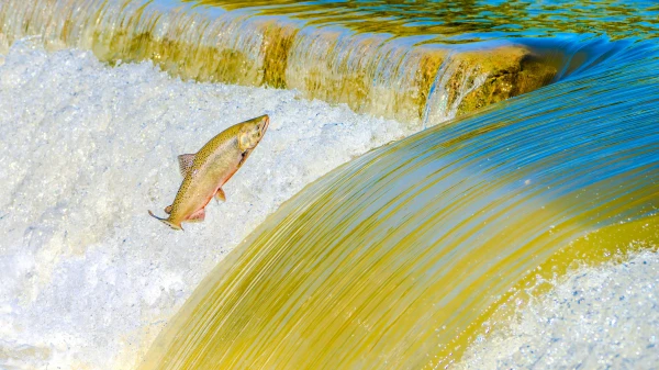 Das Comeback der Lachse?, © Héctor Berganza Das Comeback der Lachse?, © Héctor Berganza