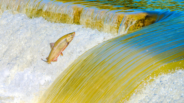 Das Comeback der Lachse?, © Héctor Berganza