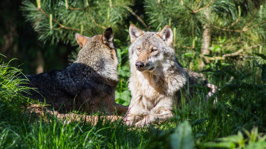 Kanton Graubünden will Wolfsrudel im Nationalpark töten, © Pixabay