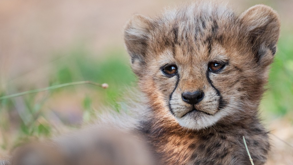 © Zoo Basel
