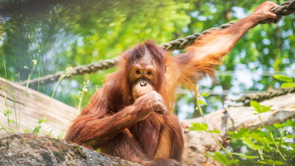 © Zoo Basel