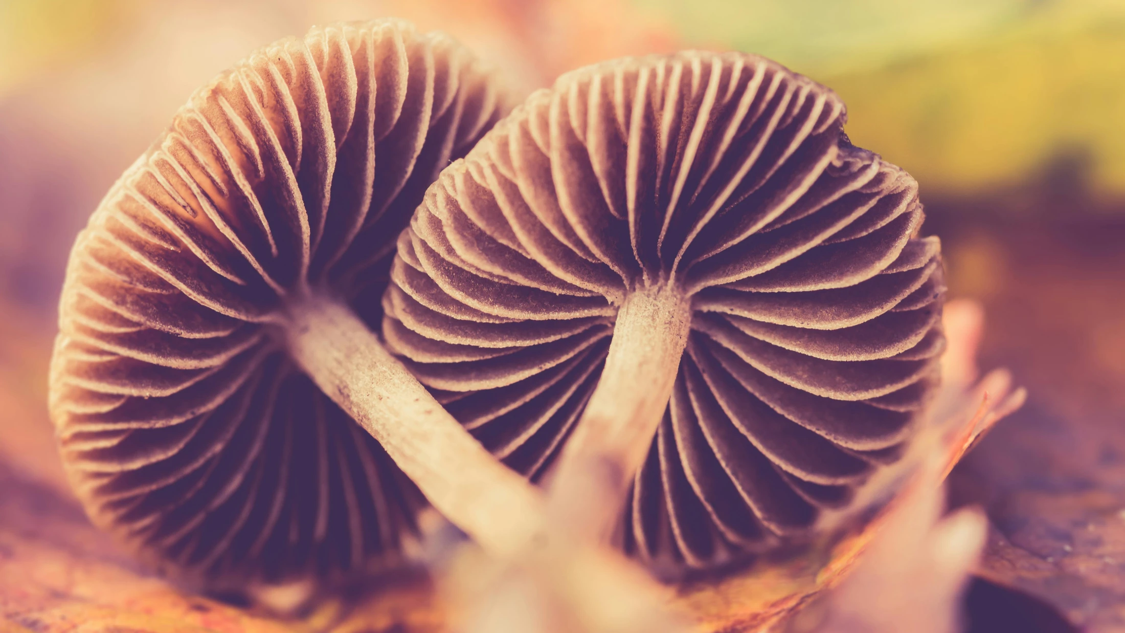 Pilz, © Ylanite Koppens Pilz, © Ylanite Koppens