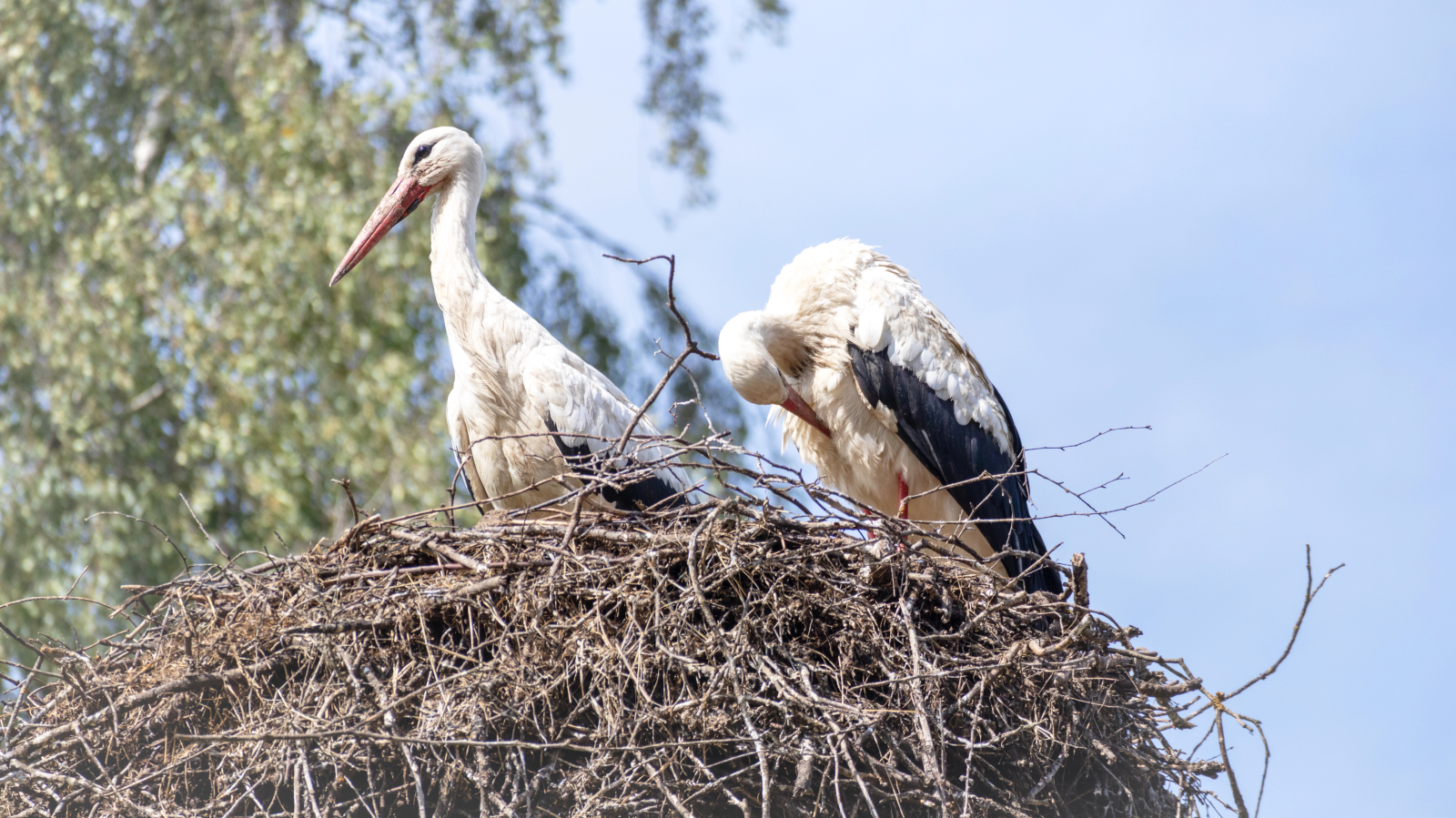 Mehr Störche überwintern in der Region, © Depositfotos / Archivbild / Jorens Seins