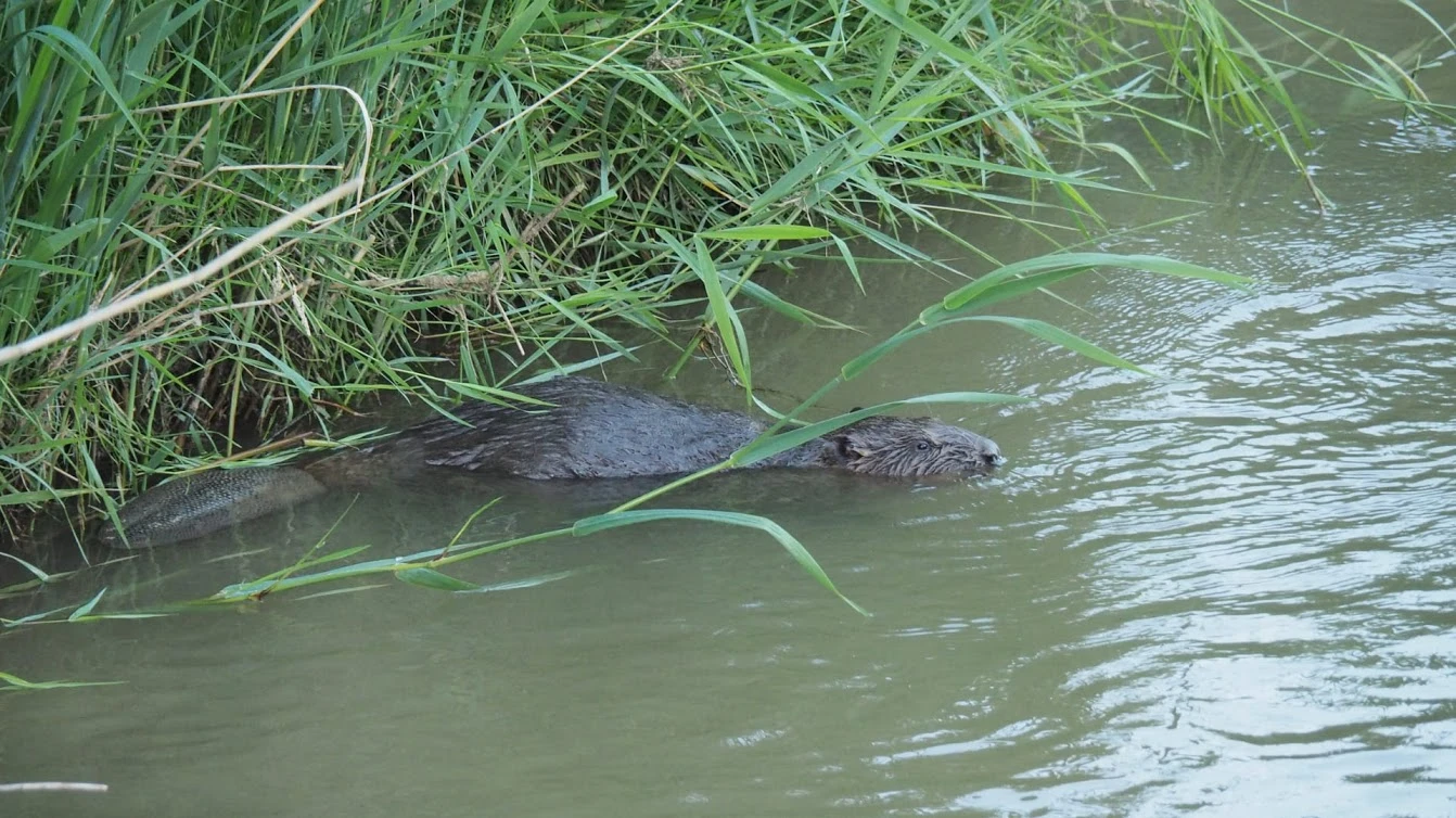 © Alfons Beer © Alfons Beer