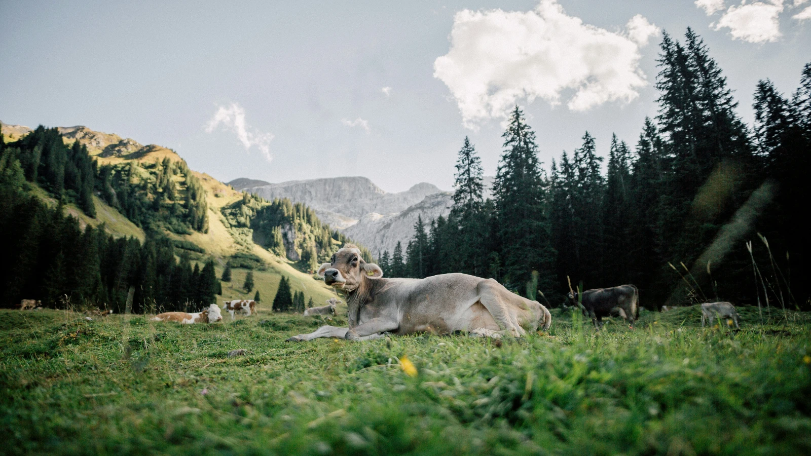 Liechtenstein hat Sömmerungsverordnung erlassen, © Unsplash / Adrian Infernus Liechtenstein hat Sömmerungsverordnung erlassen, © Unsplash / Adrian Infernus