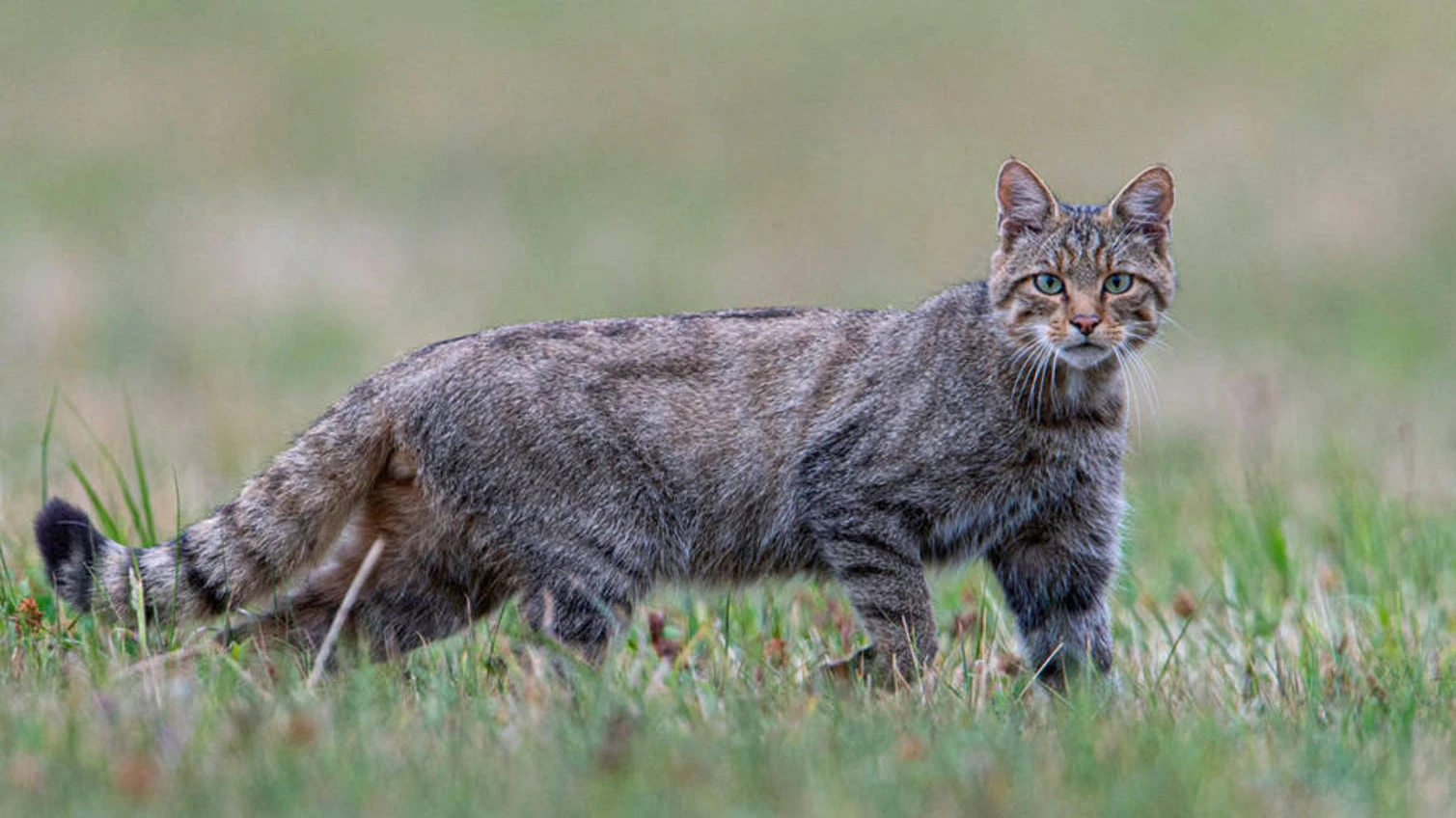 © Quelle: Pro Natura Schweiz © Quelle: Pro Natura Schweiz