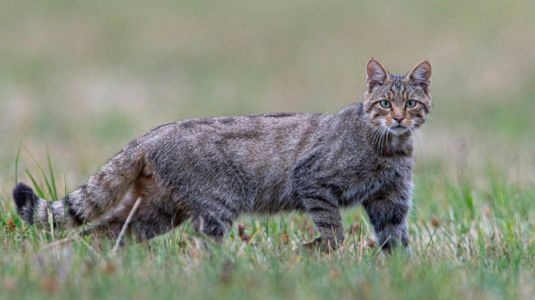 Landtiere - Die Wildkatze, © Quelle: Pro Natura Schweiz
