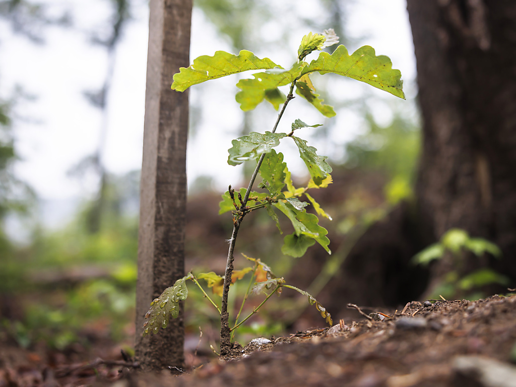 Eine neue Wurzelkrankheit schadet Eichen in Schweizer Wäldern, © Keystone/SDA