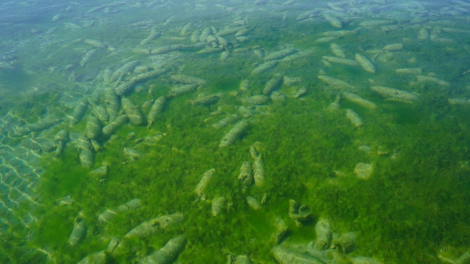 Armasuisse auf Ideensuche zur Bergung von Munition, © VBS/DDPS, Joddie Pasche Armasuisse auf Ideensuche zur Bergung von Munition, © VBS/DDPS, Joddie Pasche