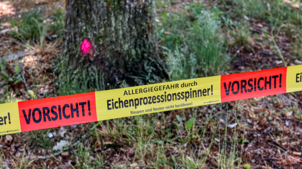 Ätzende Raupenart breitet sich aus, © Pixabay