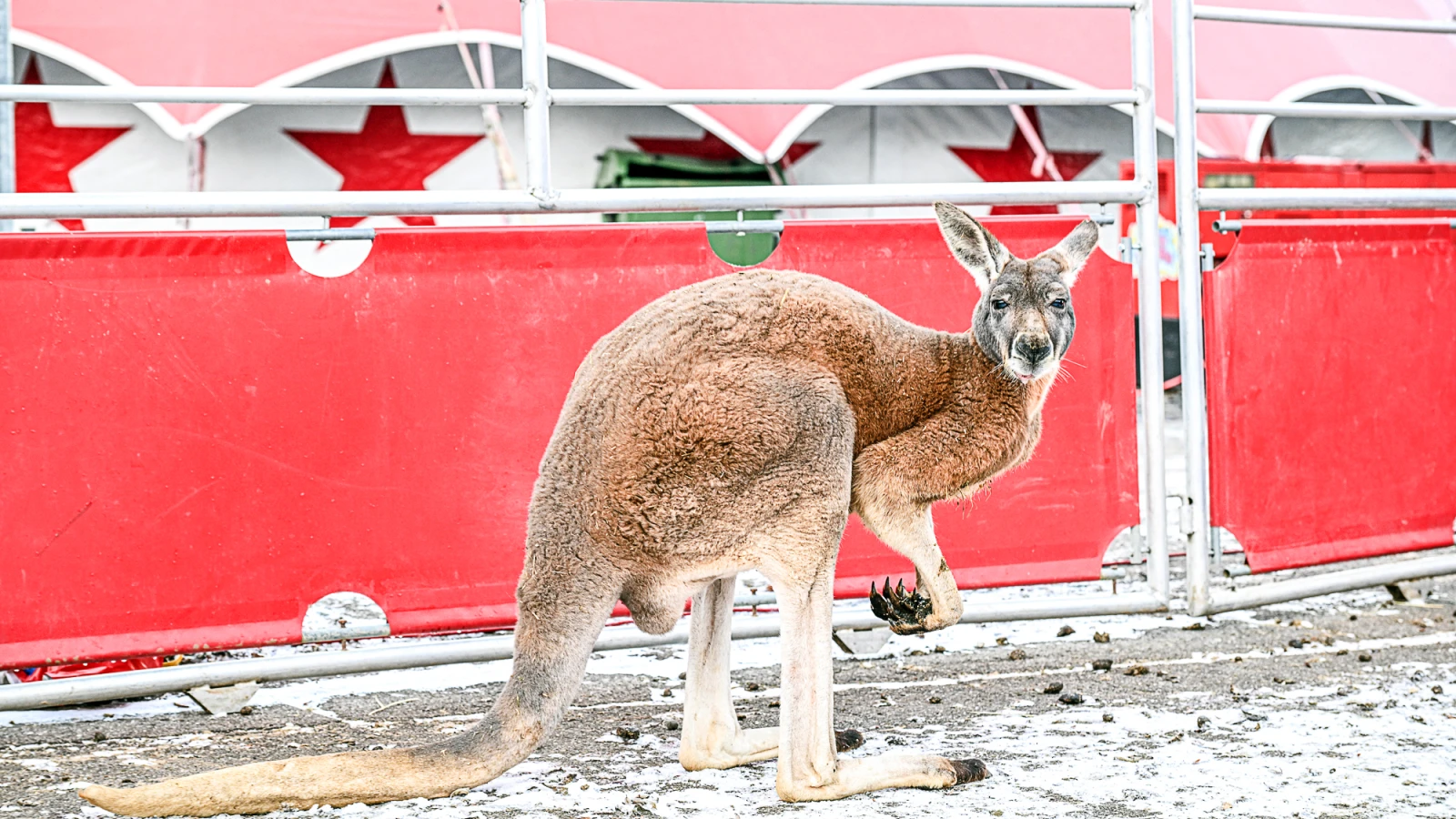 Otterberg’de Kaçan 'Son Kanguru'da Yakalandı, © Jason Tschepljakow/dpa Otterberg’de Kaçan 'Son Kanguru'da Yakalandı, © Jason Tschepljakow/dpa