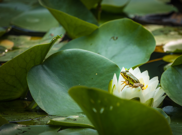 © Park Seleger Moor