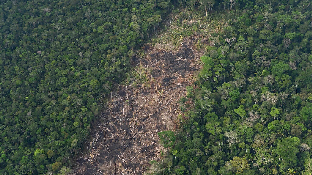 Abholzung im Amazonas-Regenwald gesunken, © Keystone-SDA Abholzung im Amazonas-Regenwald gesunken, © Keystone-SDA