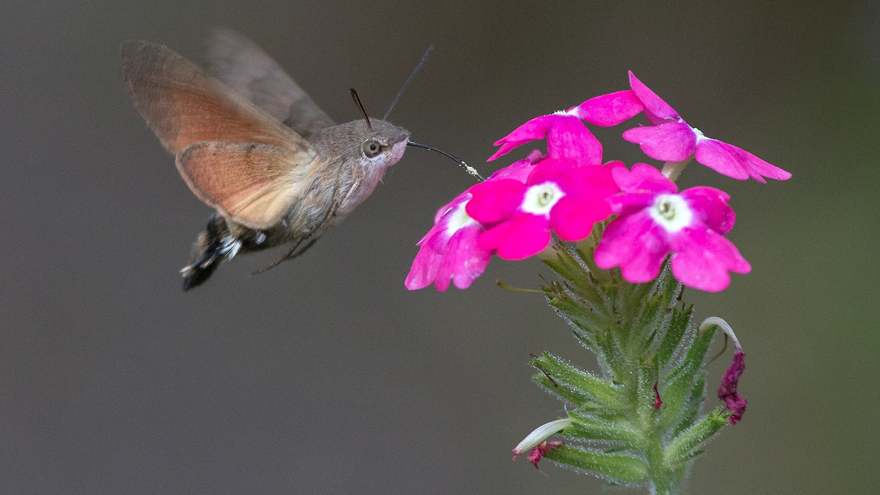 © Jerzy Strzelecki, Wikipedia © Jerzy Strzelecki, Wikipedia