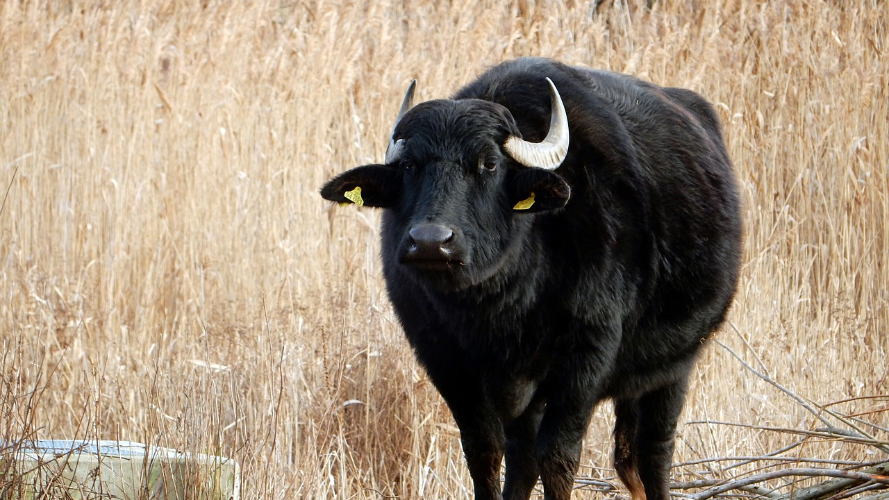 Maul- und Klauenseuche ist in Deutschland ausgebrochen, © unamlie/Pixabay