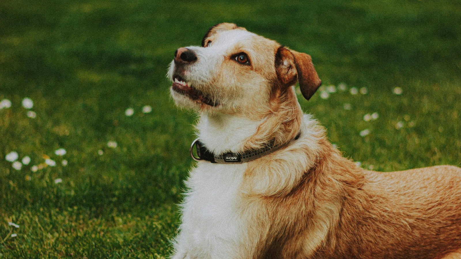 Camping mit Hund – Was muss ich beachten?, © Mathias Reding Camping mit Hund – Was muss ich beachten?, © Mathias Reding