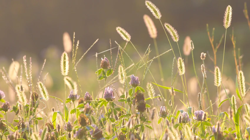 © Gartenjournal © Gartenjournal